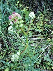 Sanguisorba verrucosa