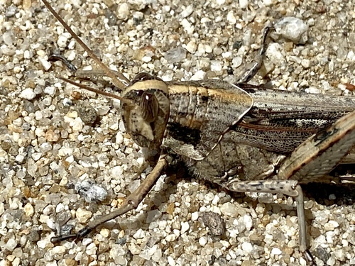 iNaturalist observation photo of Gray Bird Grasshopper