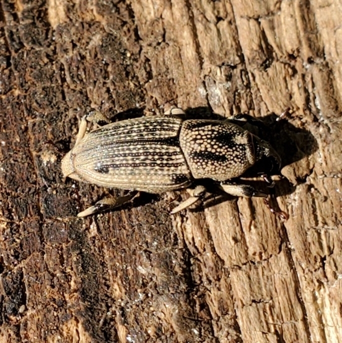 Hunting billbug