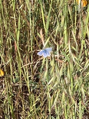 Icaricia icarioides missionensis