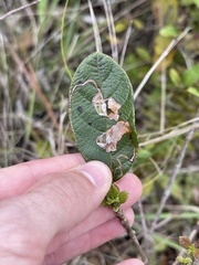 Leucoptera guettardella