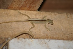 Anolis antonii