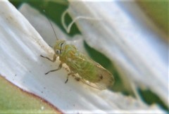 Heteropsylla