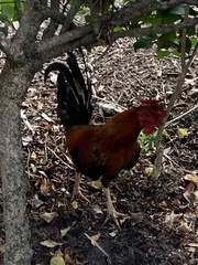 Gallus gallus domesticus