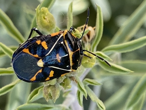 iNaturalist observation photo of Harlequin Bug
