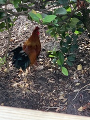 Gallus gallus domesticus