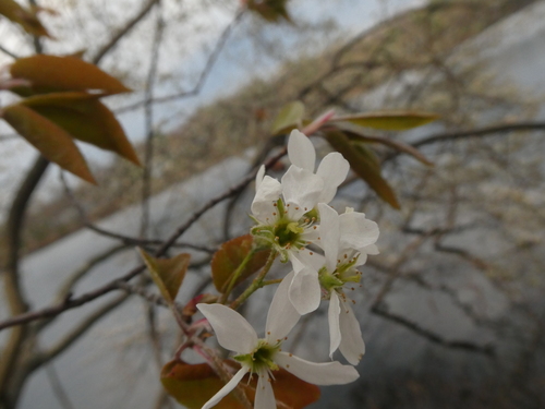 Amelanchier intermedia, photograph 1