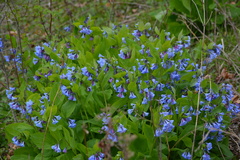 Mertensia virginica