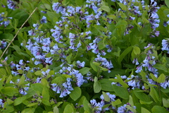 Mertensia virginica