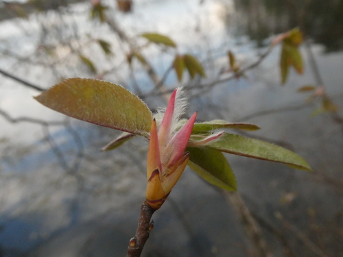 Amelanchier intermedia, photograph 2