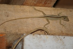 Anolis antonii