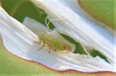 Heteropsylla