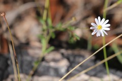 Brachyscome nova-anglica