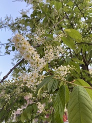 Prunus