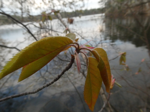 Amelanchier intermedia, photograph 3