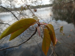 Amelanchier × intermedia