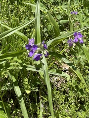 Tradescantia ernestiana