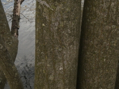 Amelanchier × intermedia