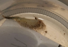 Chirocephalus diaphanus