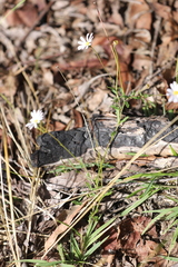 Brachyscome nova-anglica