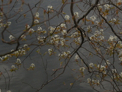 Amelanchier × intermedia