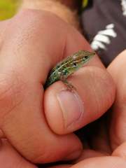 Psammodromus occidentalis