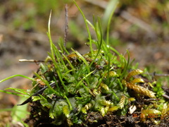 Paraphymatoceros pearsonii