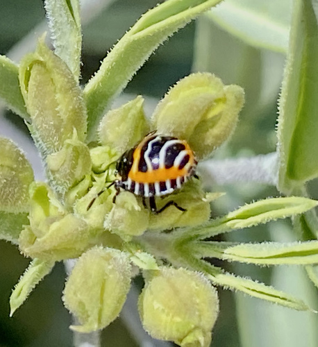 iNaturalist observation photo of Harlequin Bug