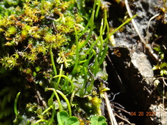 Paraphymatoceros pearsonii