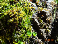 Paraphymatoceros pearsonii