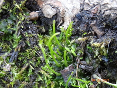 Paraphymatoceros pearsonii