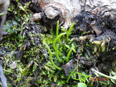 Paraphymatoceros pearsonii