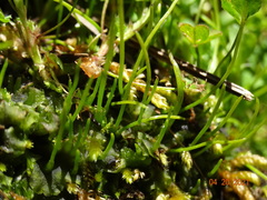 Paraphymatoceros pearsonii