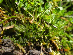 Paraphymatoceros pearsonii