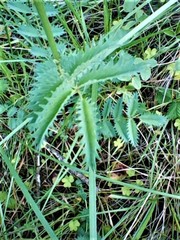Sanguisorba verrucosa