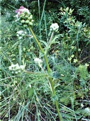 Sanguisorba verrucosa
