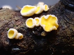 Lachnellula calyciformis