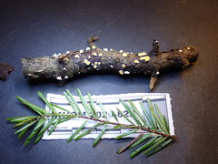 Lachnellula calyciformis