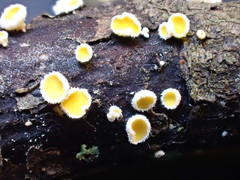 Lachnellula calyciformis