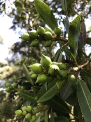 Sapium stylare
