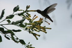 Hylocharis chrysura