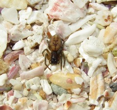 Amaurobioides africana