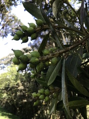Sapium stylare