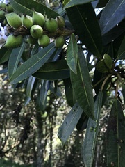 Sapium stylare