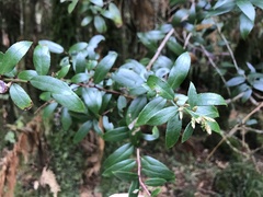 Gaultheria paniculata