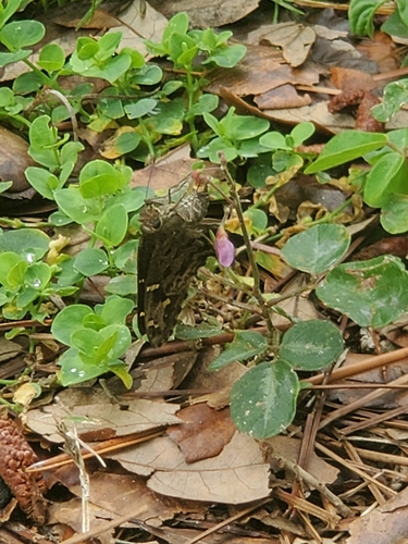 Dorantes Longtail photo 5