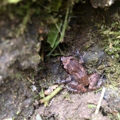 Eleutherodactylus cystignathoides