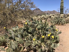 Opuntia engelmannii engelmannii