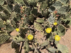 Opuntia engelmannii engelmannii