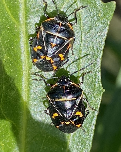 iNaturalist observation photo of Harlequin Bug
